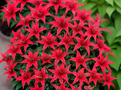 Lobelia X Speciosa ‘Vedrariensis’ (Cardinal Flower)