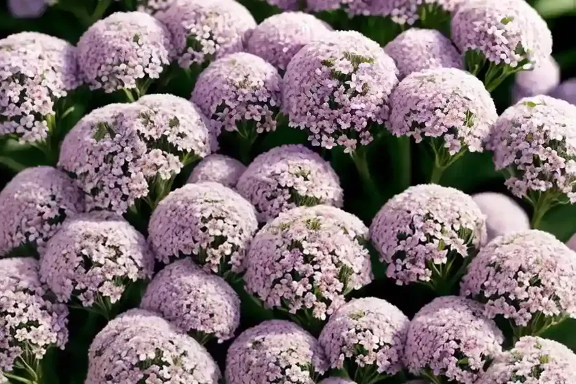 Lobularia ‘snow crystals’ (sweet alyssum) — photo 2