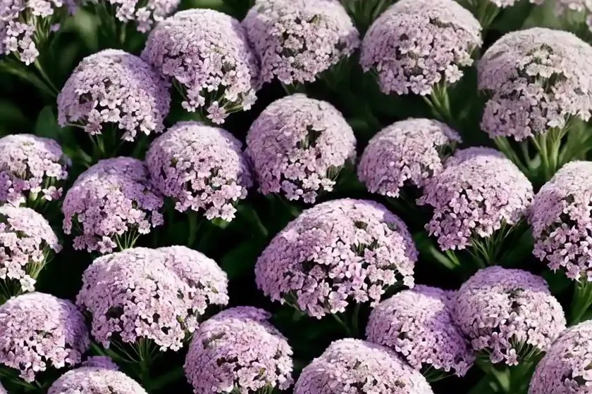 Lobularia ‘snow crystals’ (sweet alyssum) — photo 3