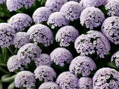 Lobularia ‘Snow Crystals’ (Sweet Alyssum)