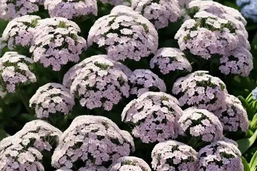 Lobularia ‘snow princess’ (sweet alyssum) — photo 2