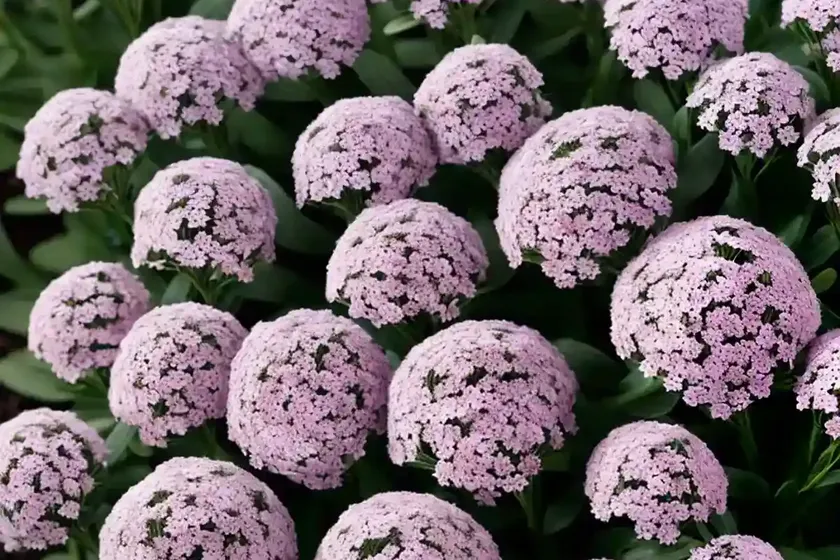 Lobularia ‘snow princess’ (sweet alyssum) — photo 3