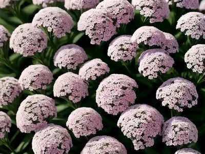 Lobularia ‘Snow Princess’ (Sweet Alyssum)