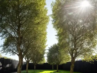London Plane Tree (Platanus X Acerifolia)