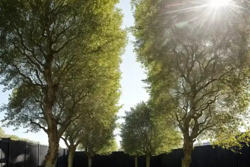 London plane tree (platanus x acerifolia)