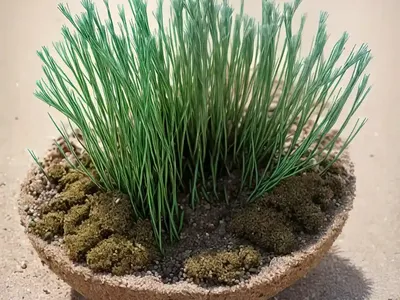 Long-spiked Glasswort (Salicornia Dolichostachya)