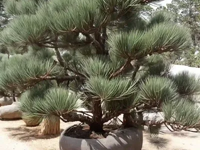 Longleaf Pine (Pinus Palustris)
