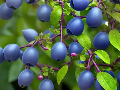 Lonicera Caerulea ‘Blue Velvet’ (Honeyberry)