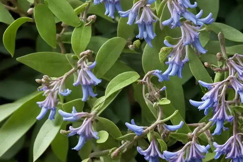 Lonicera caerulea ‘borealis’ (honeyberry) — photo 2