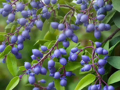 Lonicera Caerulea ‘Borealis’ (Honeyberry)