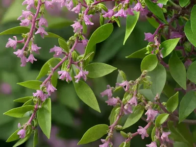 Lonicera Caerulea ‘Tundra’ (Honeyberry)