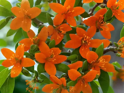 Lonicera Ciliosa (Orange Honeysuckle)