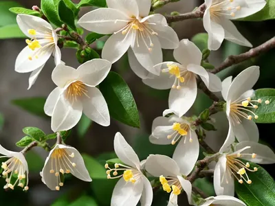 Lonicera Fragrantissima (Sweetest Honeysuckle)
