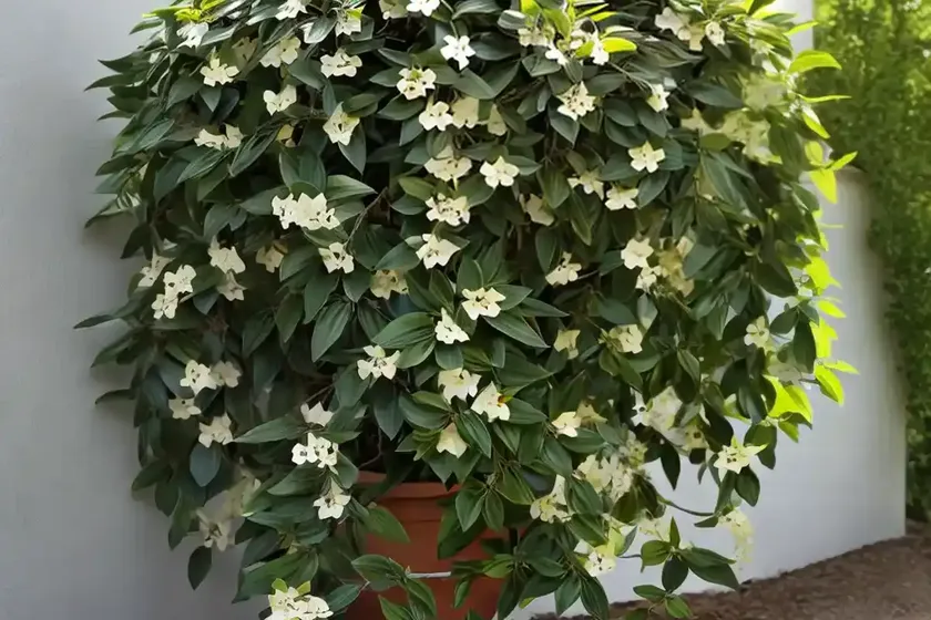 Lonicera x americana (american woodbine) — photo 2