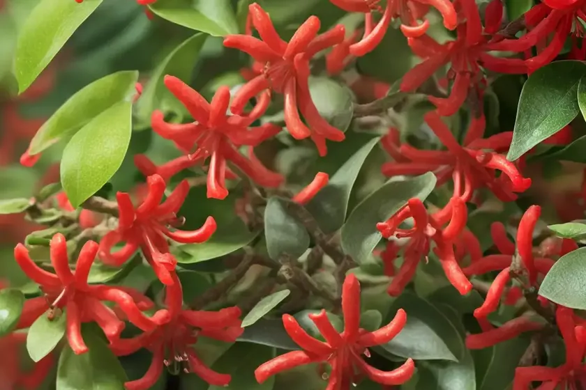 Lonicera x brownii ‘dropmore scarlet’ (honeysuckle) — photo 2