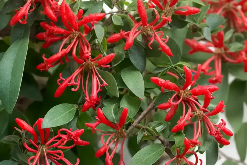 Lonicera x brownii ‘dropmore scarlet’ (honeysuckle) — photo 3