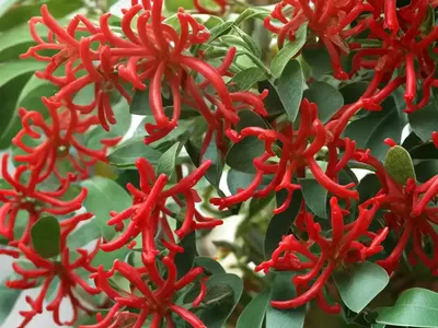 Lonicera X Brownii ‘Dropmore Scarlet’ (Honeysuckle)