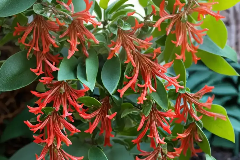 Lonicera x italica ‘harlequin’ (honeysuckle) — photo 2