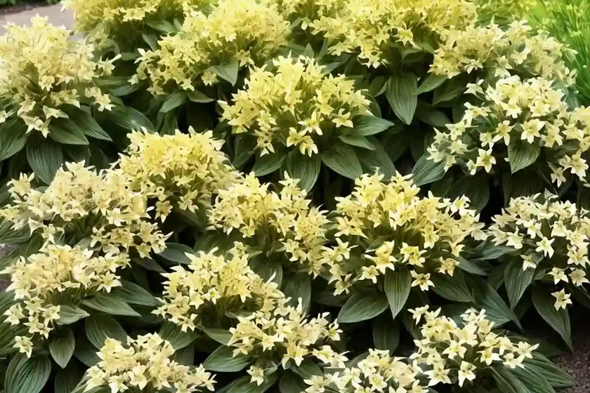 Loosestrife (Lysimachia Japonica Var. Minutissima) — photo 3
