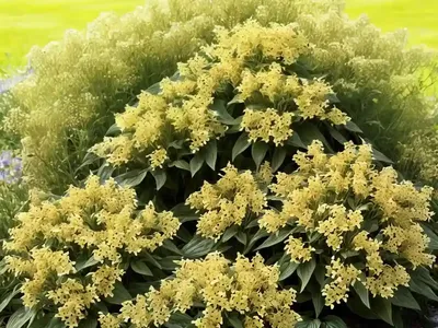 Loosestrife (Lysimachia Japonica Var. Minutissima)