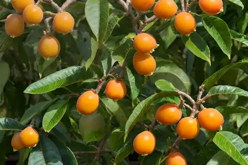 Loquat (eriobotrya japonica) — photo 3
