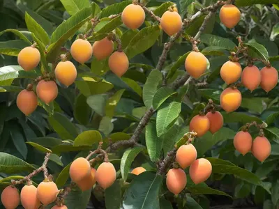 Loquat (Eriobotrya Japonica)