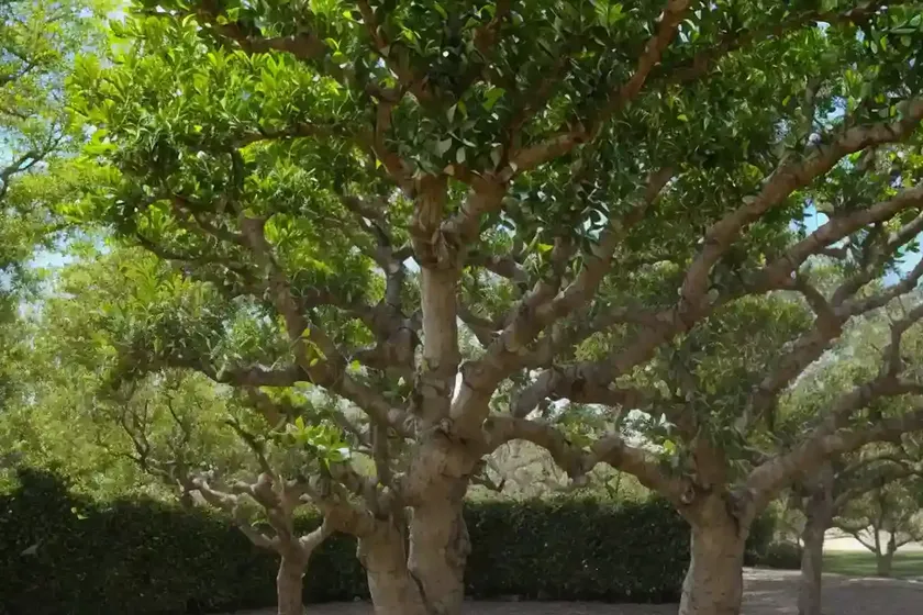 Loquat oak (quercus rysophylla) — photo 3
