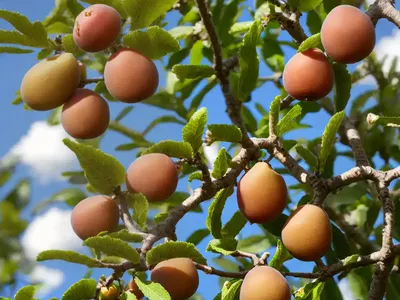 Loquat Oak (Quercus Rysophylla)