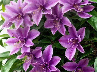 Loropetalum Chinense Purple Daydream� (Chinese Fringe Flower)