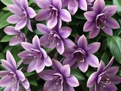 Loropetalum Chinense Purple Diamond� (Chinese Fringe Flower)