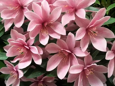 Loropetalum Chinense Var. Rubrum ‘Sizzling Pink’ (Chinese Fringe Flower)