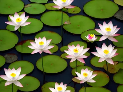 Loteae (Lotus Parviflorus)