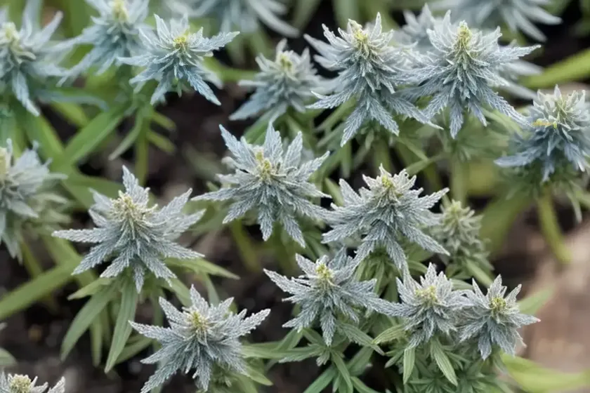 Louisiana sagewort (artemisia ludoviciana) — photo 2