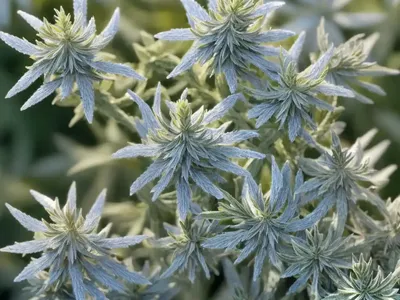 Louisiana Sagewort (Artemisia Ludoviciana)