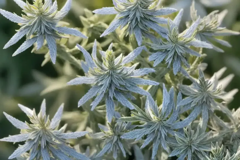 Louisiana sagewort (artemisia ludoviciana)