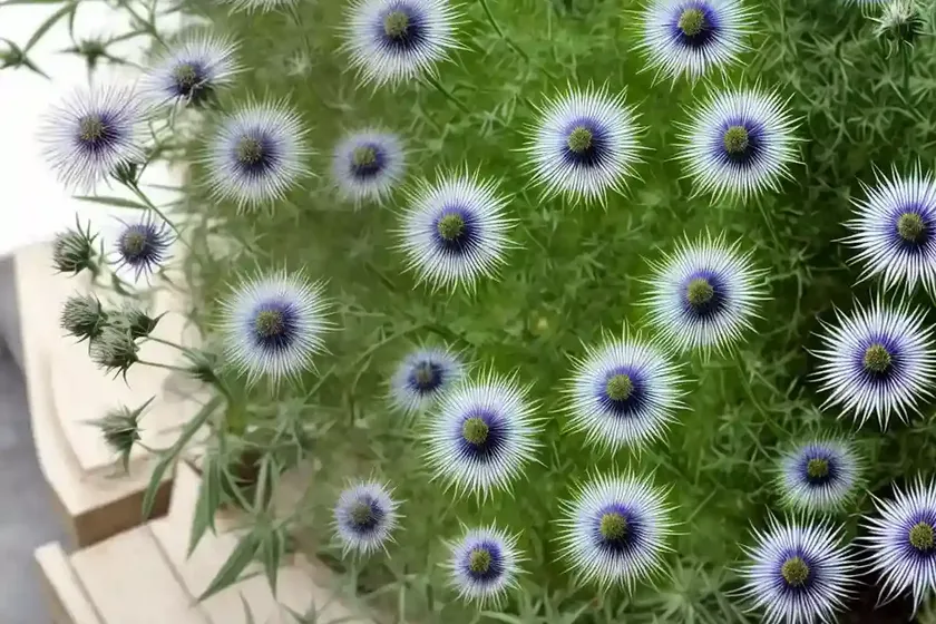 Love-in-a-mist (nigella damascena) — photo 2