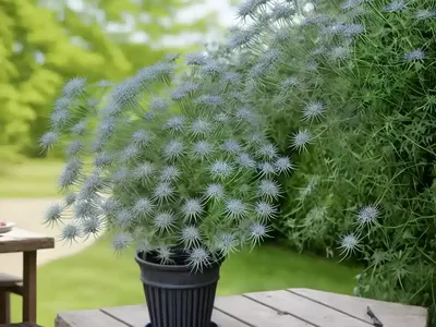 Love-in-a-mist (Nigella Damascena)