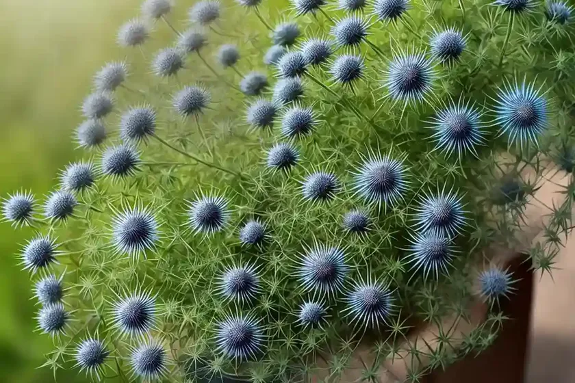 Love-in-a-mist, ragged lady or devil in the bush (nigella damascena) — photo 2