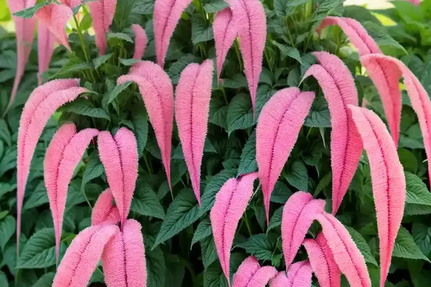 Love-lies-bleeding (amaranthus caudatus) — photo 2