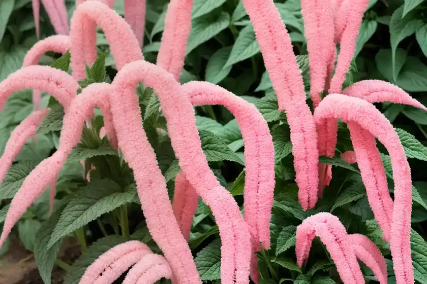 Love-lies-bleeding (amaranthus caudatus) — photo 3