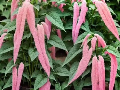 Love-lies-bleeding (Amaranthus Caudatus)