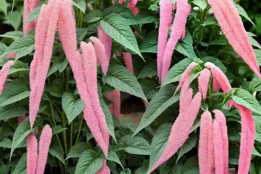 Love-lies-bleeding (amaranthus caudatus)