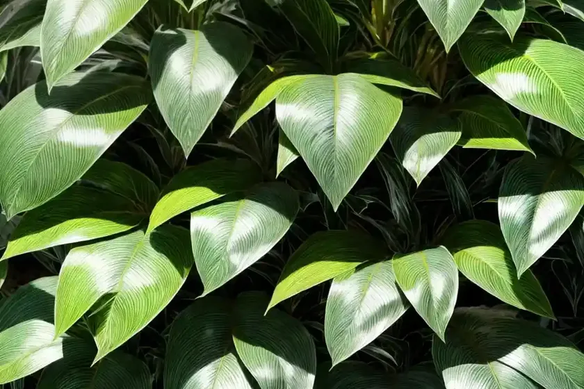Luna croton (codiaeum variegatum ‘luna’) — photo 2