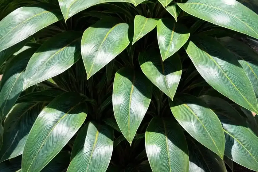 Luna croton (codiaeum variegatum ‘luna’) — photo 3