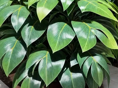 Luna Croton (Codiaeum Variegatum ‘luna’)