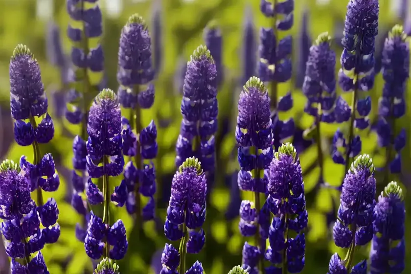 Lupine (lupinus ‘manhattan lights’) — photo 3