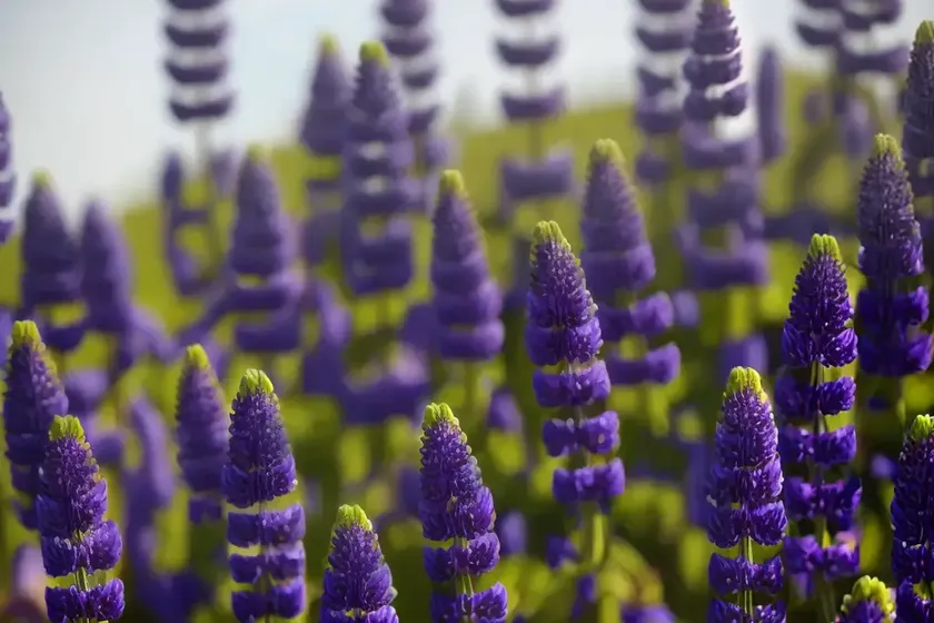 Lupine (lupinus ‘the governor’) — photo 2