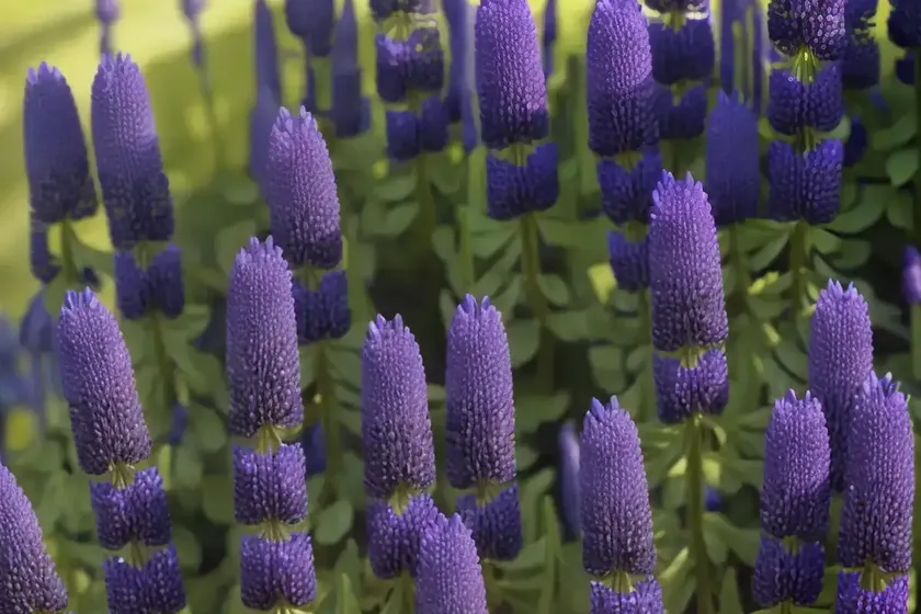 Lupine (lupinus ‘the governor’) — photo 3