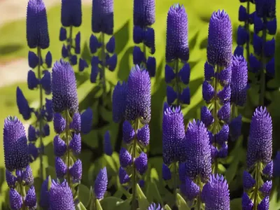 Lupine (Lupinus ‘The Governor’)