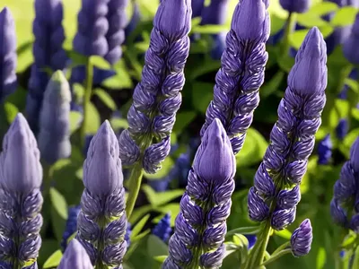 Lupinus Albifrons (Silver Lupine)